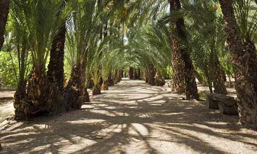 Пальмовый сад в Эльче