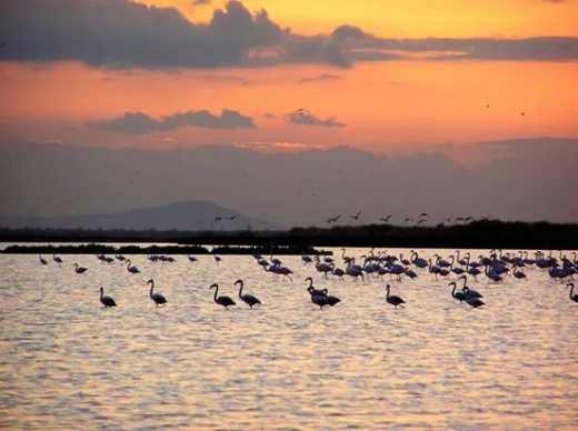 Santa Pola Flamingos